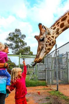 
                    
                        Hand feed the giraffes at Western Plains Zoo in Dubbo, Australia
                    
                
