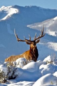 
                    
                        The very best of Rabbit Carrier's pins - Majestic Bull Elk
                    
                