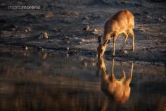 
                    
                        Photograph Steenbok Reflection by Mario Moreno on 500px
                    
                