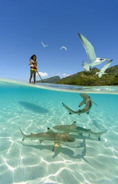 
                        
                            a girl paddle boarding with sharks in the crystal clear waters of French Polynesia. Photo by Chris Mclennan
                        
                    