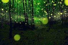 
                        
                            World's First Firefly-Themed Park is an Illumination Celebration - My Modern Met
                        
                    