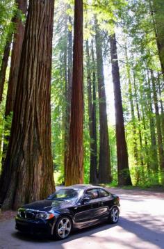 
                    
                        Driving the Avenue of the Giants, California's Redwood National Park.
                    
                