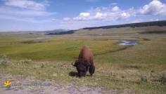 
                    
                        See a Bison in Yellowstone National Park, Wyoming. On our bucket list. You?
                    
                