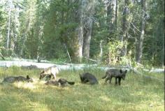 
                    
                        Wolves Are Officially Back in California | Mental Floss
                    
                