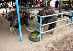Desaru Ostrich Farm, Johor, Malaysia