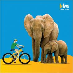 Jaipur is a 'home for elephants'. We've started on our electric bikes to meet those lovely giants. Name the place and win a free e-bike tour in Jaipur! #BliveRajasthan 
To participate, share your answer in a comment below with #BliveInRajasthan & follow us on Facebook and Instagram.
.
.
.
#BliveInRajasthan #letsblive #eco #tours #ebikes #swadesdarshan #funoverfuel #sustainabletourism #ecotourism  #incredibleindia #rajasthandiaries #rajasthantour #rajasthantourism #rajasthan #udaipur #india #jaipur #rajasthani #jodhpur #rangeelorajasthan #rajasthantravel #jaisalmer #udaipurdiaries #bhfyp #mewar #pinkcity #rajasthanculture #rajasthantrip #incrediblerajasthan #culture #ajmer #travelrealindia
