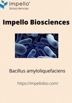 Bacillus amyloliquefaciens -amylase has been shown to have a complex action pattern. Maltose plus maltotriose and maltohexaose plus maltoheptaose are the most common products of amylose and amylopectin reactions. Impello Biosciences in the United States offer this for plant growth development.