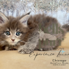 Chicago: The Adventurous Blue Tabby Maine Coon Kitten

Meet Chicago, our charming Blue Tabby Maine Coon kitten! With her striking coat, curious eyes, she's the perfect mix of fluff and personality. 

See more of her at https://bellspurr.com! 