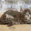 Chicago: The Adventurous Blue Tabby Maine Coon Kitten

Meet Chicago, our charming Blue Tabby Maine Coon kitten! With her striking coat, curious eyes, she's the perfect mix of fluff and personality. 

See more of her at https://bellspurr.com! 
