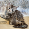 Venezia: The Sweet and Cuddly Black Silver Maine Coon Kitten

Say hello to Venezia, our Black Silver Maine Coon kitten! She’s the ultimate cuddle buddy, bringing sweetness and endless cuteness to every moment. 

See more of her at https://bellspurr.com