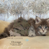 Chicago: The Adventurous Blue Tabby Maine Coon Kitten

Meet Chicago, our charming Blue Tabby Maine Coon kitten! With her striking coat, curious eyes, she's the perfect mix of fluff and personality. 

See more of her at https://bellspurr.com! 