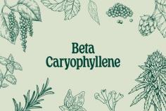 Beta-Caryophyllene & Metabolic Wellness: A Natural Science Perspective
The growing interest in plant-based wellness has brought attention to beta-caryophyllene, a naturally occurring compound found in various herbs and spices. Researchers are studying its unique biological activity and how it may contribute to overall metabolic balance and long-term health support.
Recent studies on beta-caryophyllene diabetes effects are exploring how this compound interacts with inflammation pathways in the body. Since inflammation is closely linked with metabolic imbalance, scientists are examining whether this plant compound may play a supportive role in maintaining healthier internal function.
Another key area of research involves beta-caryophyllene blood sugar effects, where early findings suggest possible interactions with systems responsible for glucose regulation. Although still under scientific review, it has become a topic of interest in nutritional and metabolic studies.
The active compound BCP is also widely discussed in wellness communities, especially in relation to BCP for diabetes. While not a medical treatment, it is being explored for its potential supportive role in promoting metabolic harmony through natural pathways.
Educational insights shared by RHS Formula help simplify complex scientific research into understandable wellness knowledge. This makes it easier for individuals to stay informed about how natural compounds like beta-caryophyllene may fit into a balanced lifestyle approach.
If you are interested in emerging research on plant-based wellness, now is the time to take action. Discover how natural compounds are being studied for metabolic health support, stay updated with evolving science, and explore smarter wellness choices today. Start your journey now and unlock deeper insights into natural health innovation!
