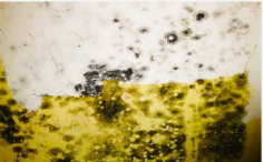 Professional Mold remediation Binghamton NY services help property owners address mold problems at the source. Remediation involves inspection, containment, removal of affected materials, cleaning, and preventive measures to reduce future mold growth. Homes and businesses in the Binghamton area may experience mold due to moisture issues, water intrusion, or high humidity levels. A qualified remediation company follows proper procedures to restore indoor air quality and protect occupants from potential health concerns. Choosing reliable Mold remediation Binghamton NY specialists can help restore your property efficiently while ensuring compliance with industry standards and best practices.