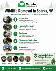 Nevada Wildlife Removal provides professional wildlife removal in Sparks, NV to help homeowners and businesses safely remove unwanted animals and protect their property. Their humane wildlife control services help address issues with raccoons, squirrels, bats, birds, rodents, and other nuisance wildlife while focusing on inspection, removal, exclusion, cleanup, and long-term prevention. For service inquiries, call (775) 667-3797.