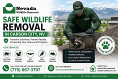 Nevada Wildlife Removal provides professional wildlife removal in Carson City, NV to help homeowners and businesses safely remove nuisance wildlife and protect their properties. Their humane services include inspection, removal, exclusion, cleanup, and prevention for issues involving raccoons, squirrels, bats, birds, rodents, and other unwanted animals. For service inquiries, call (775) 667-3797.