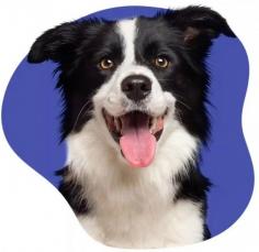Owning a dog brings companionship, joy, and responsibility. Unexpected incidents can sometimes lead to property damage or injuries involving pets, creating financial challenges for owners. This is where dog liability insurance becomes valuable, helping provide protection against covered claims that may arise from accidents involving your dog. Policies can help with legal expenses, medical costs, and settlement payments depending on the coverage selected. Having dog liability insurance offers peace of mind for pet owners who want additional financial protection beyond standard homeowners or renters policies. Reviewing policy terms carefully can help ensure coverage aligns with your dog's breed, lifestyle, and potential liability risks.