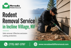 Nevada Wildlife Removal provides professional rodent removal service in Incline Village, NV for homes and businesses dealing with rats, mice, and other nuisance rodents. The service includes inspection, humane removal, entry-point identification, and prevention solutions designed to help protect your property from future infestations. Call (775) 667-3797 for more information.