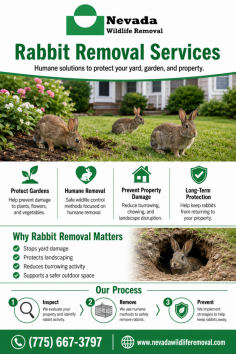 Nevada Wildlife Removal provides rabbit removal services to help protect yards, gardens, landscaping, and outdoor areas from rabbit damage. Their humane wildlife control solutions focus on safe removal, prevention, and long-term property protection, helping homeowners and businesses keep nuisance rabbits away. Call (775) 667-3797.