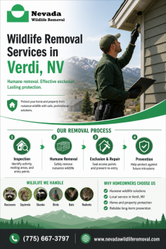 Nevada Wildlife Removal provides professional wildlife removal services in Verdi, NV for homes and businesses dealing with nuisance animals. Services include property inspections, humane removal, entry-point identification, exclusion work, and prevention solutions designed to help reduce future wildlife activity. Call (775) 667-3797 for more information.