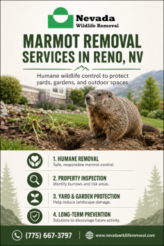 Nevada Wildlife Removal provides marmot removal services in Reno, NV, helping homeowners and businesses protect yards, gardens, landscapes, and outdoor areas from marmot damage. Their humane wildlife removal approach focuses on safe removal, property inspection, and prevention solutions to reduce future wildlife activity. Call (775) 667-3797.