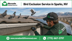Nevada Wildlife Removal provides professional bird exclusion service in Sparks, NV for homes dealing with nesting, droppings, noise, and property damage. The team identifies bird activity, cleans affected areas, and uses humane solutions such as netting, spikes, and exclusion systems to help prevent birds from returning. Call (775) 667-3797 for more information.