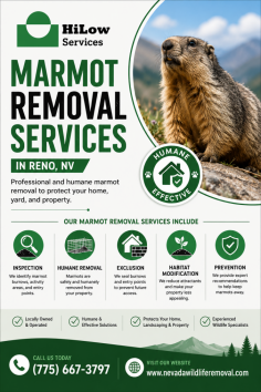 HiLow Services provides professional marmot removal services in Reno, NV to help protect homes, yards, gardens, and other property areas from unwanted marmot activity. Services focus on humane removal, identifying active burrows, sealing entry points, and reducing conditions that may attract marmots back. A tailored approach can also help limit future activity around landscaping, foundations, and outdoor structures. Call (775) 667-3797 for more information.